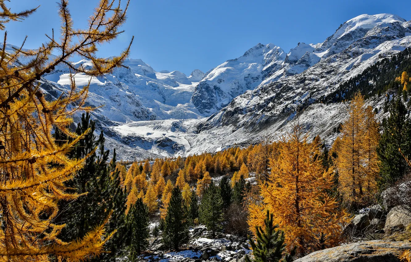 Photo wallpaper autumn, trees, mountains, Switzerland, Alps, Switzerland, Alps, Morteratsch Glacier