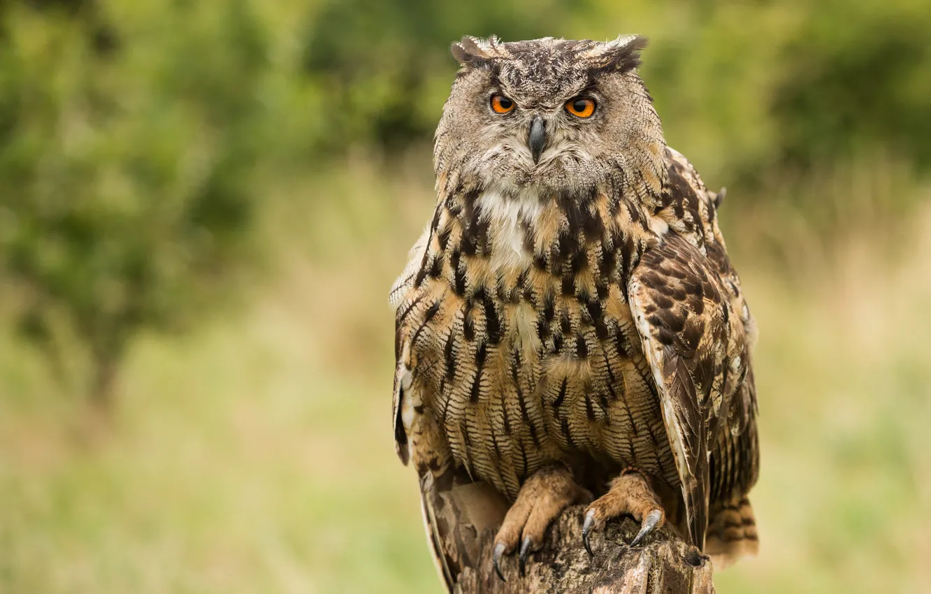 Photo wallpaper look, nature, background, owl, bird, stump, owl, motley