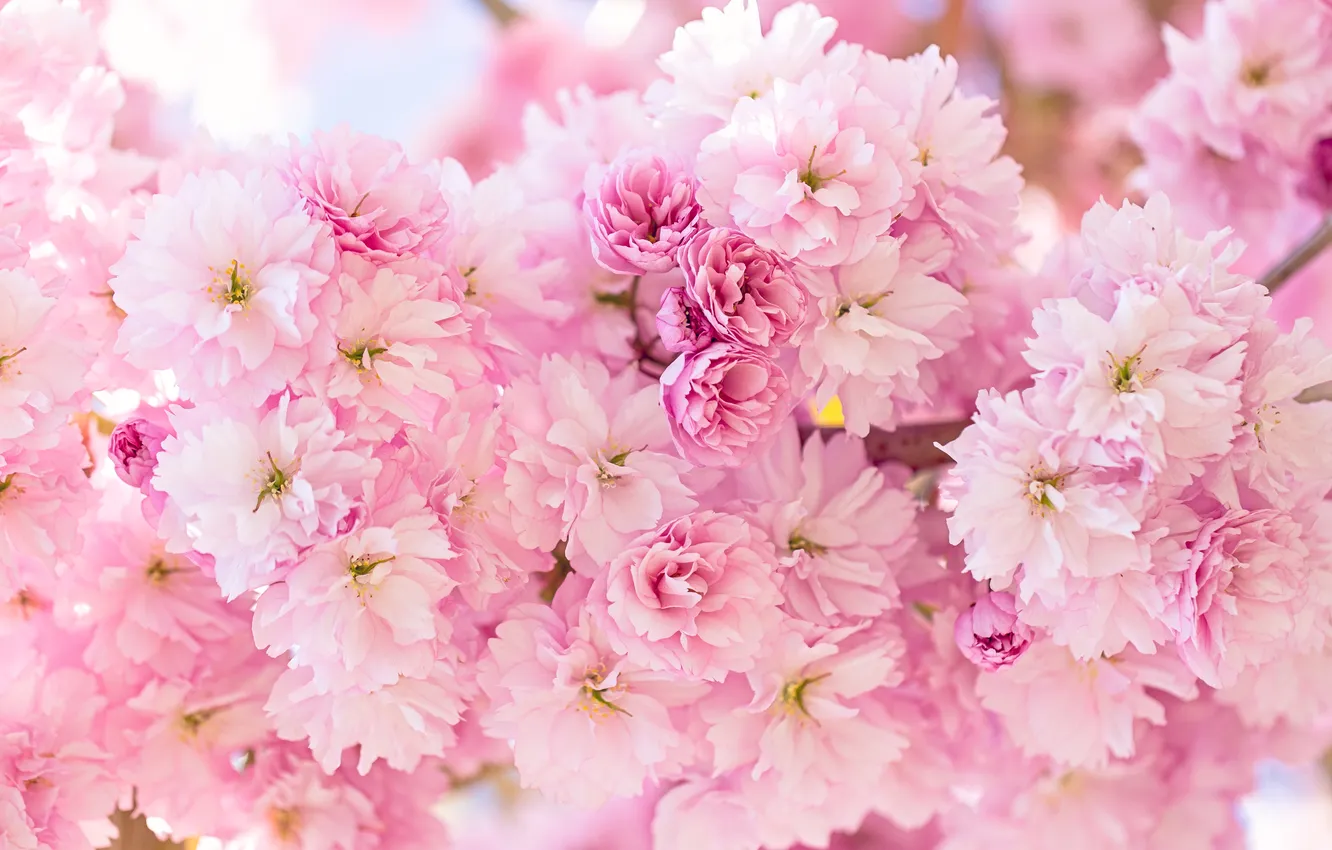 Photo wallpaper light, flowers, branches, spring, gentle, pink, flowering, a lot