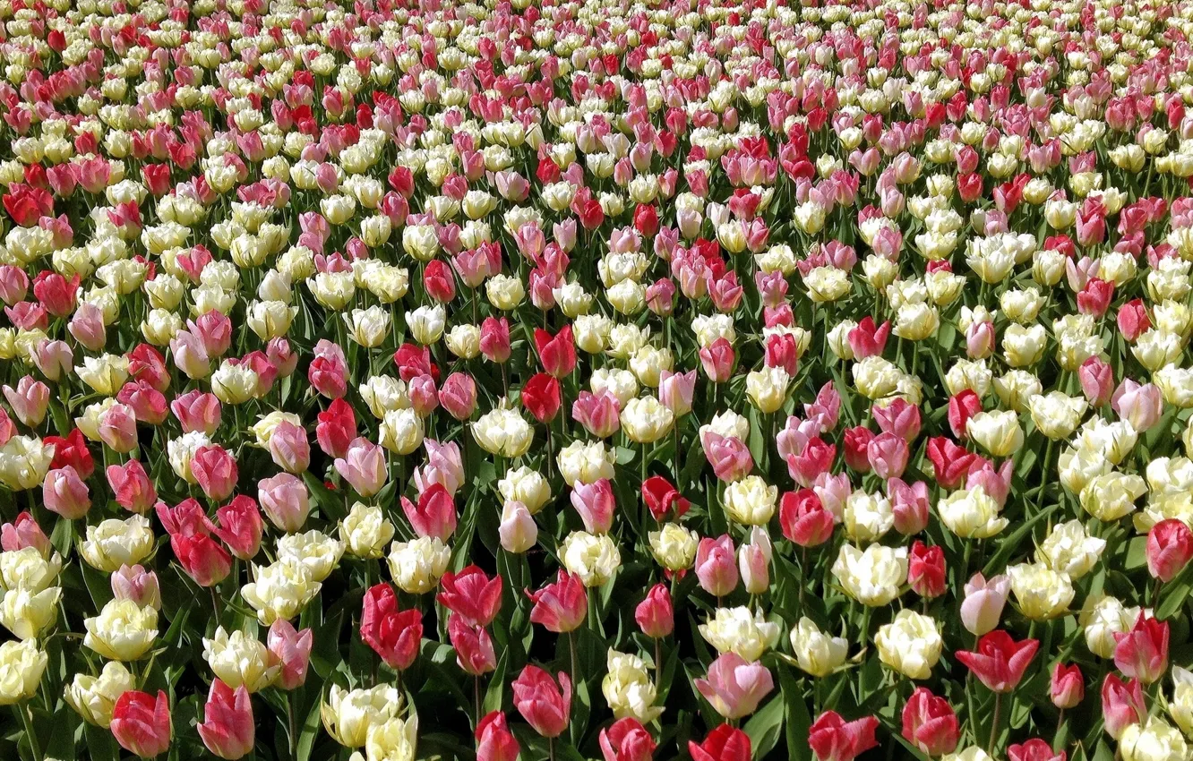 Photo wallpaper tulips, buds, plantation