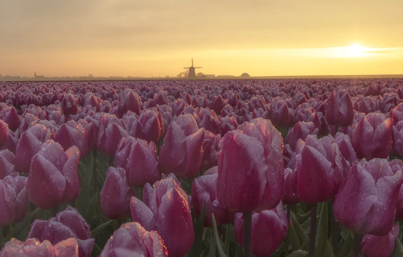Photo wallpaper field, the sky, flowers, spring, dal, tulips, a lot, field of tulips