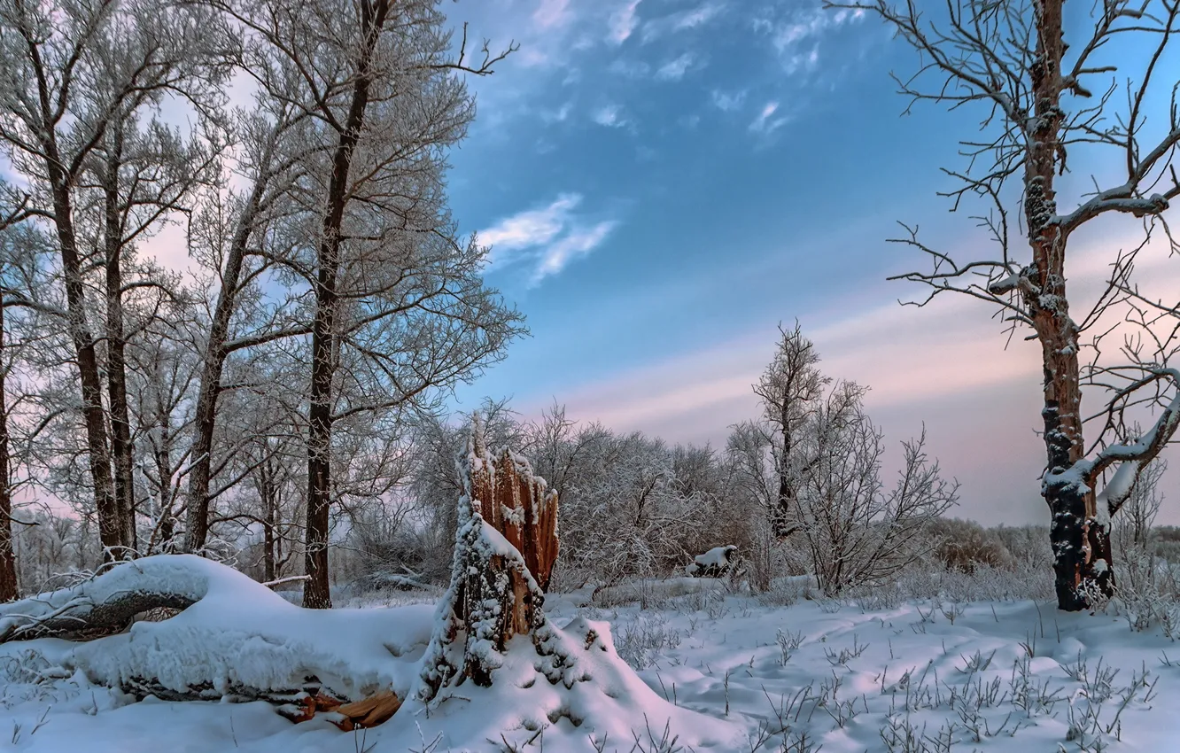 Photo wallpaper winter, forest, nature