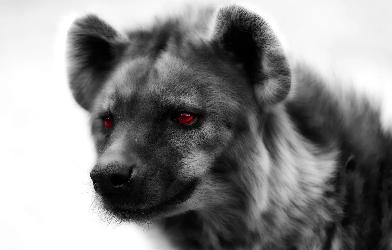 Photo wallpaper eyes, look, face, predator, hyena