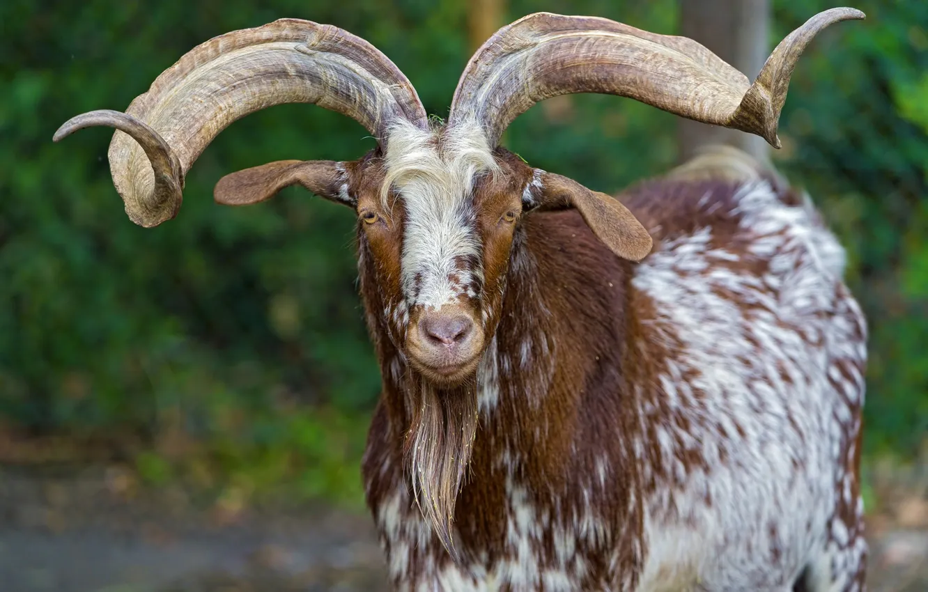 Photo wallpaper horns, look, goat