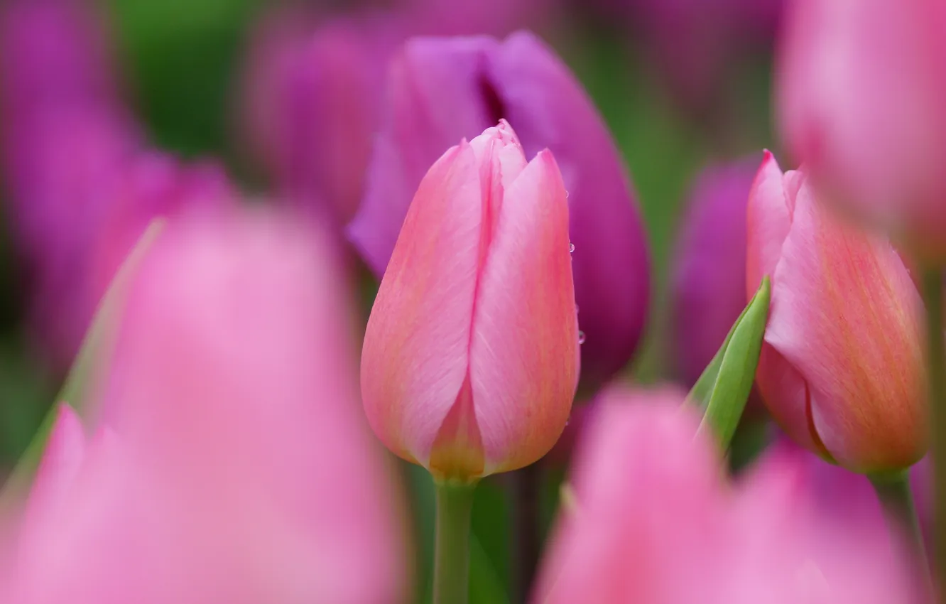 Photo wallpaper macro, focus, tulips, pink, a lot