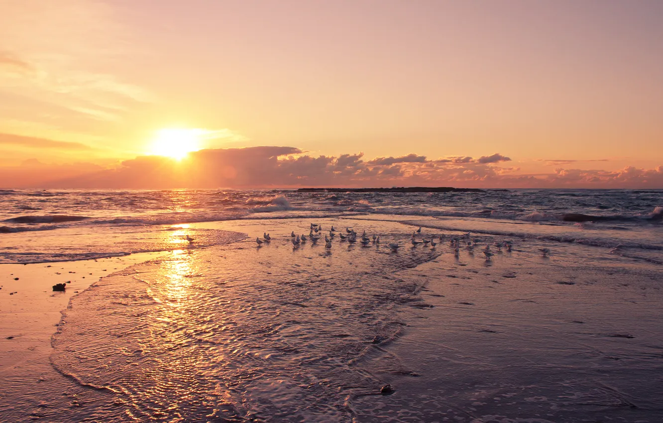 Photo wallpaper sea, the sun, sunset, seagulls, surf