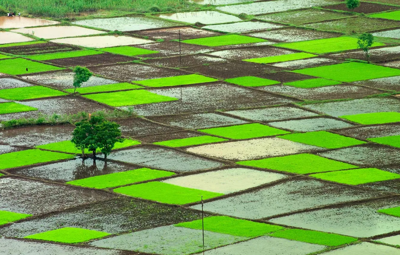 Photo wallpaper India, rice fields, Ratnagiri, Maharashtra