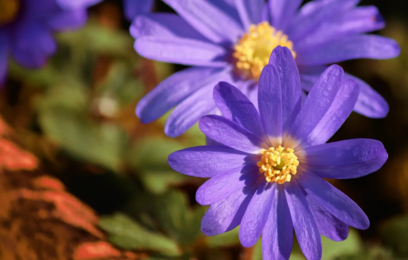 Photo wallpaper macro, petals, anemone