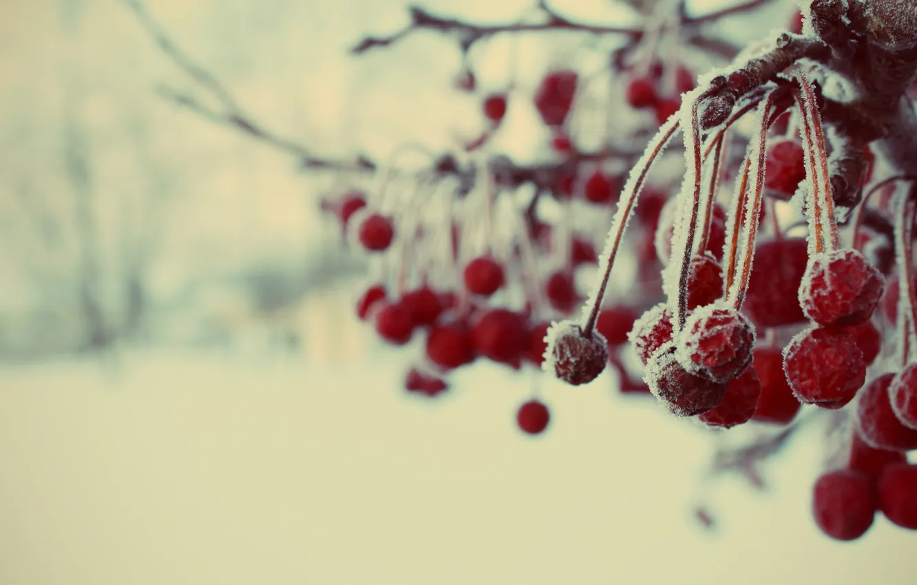 Photo wallpaper winter, frost, branches, berries, frost