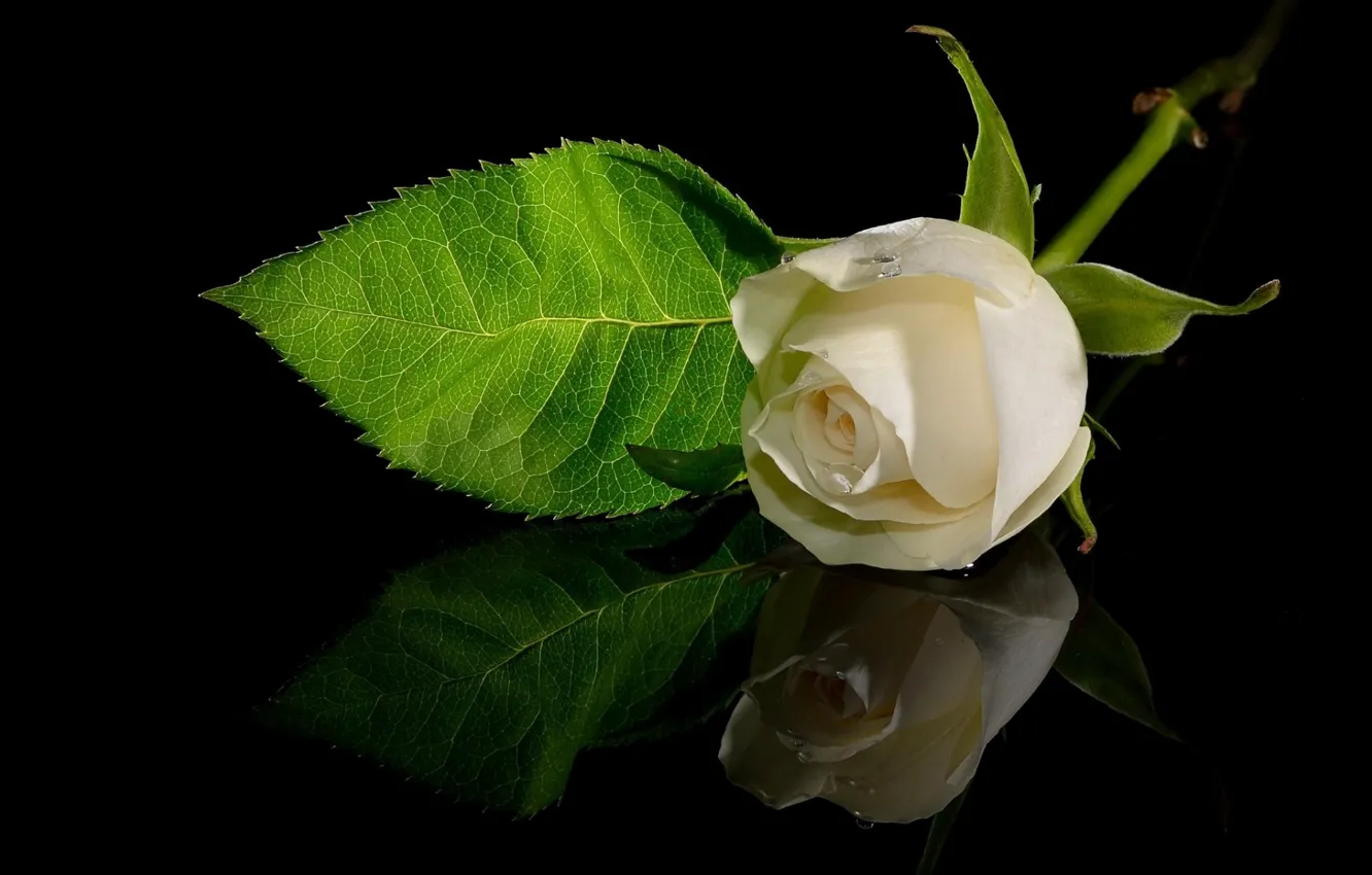 Photo wallpaper white, surface, reflection, roses, buds