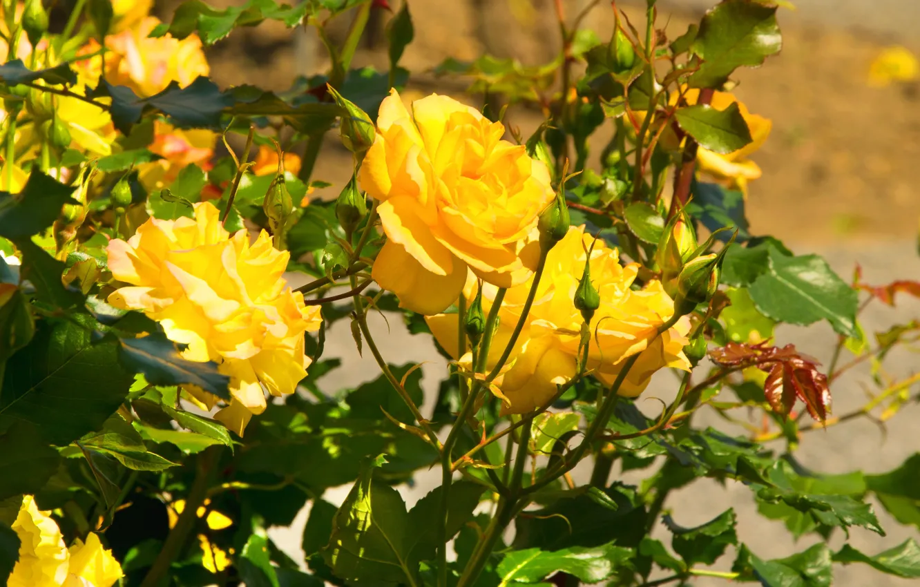 Photo wallpaper yellow, roses, petals, buds, the bushes