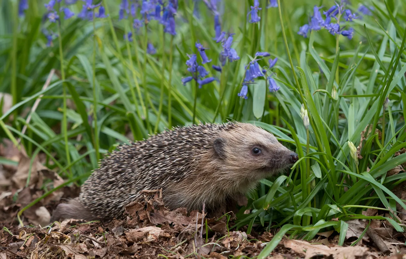 Photo wallpaper flowers, bells, hedgehog