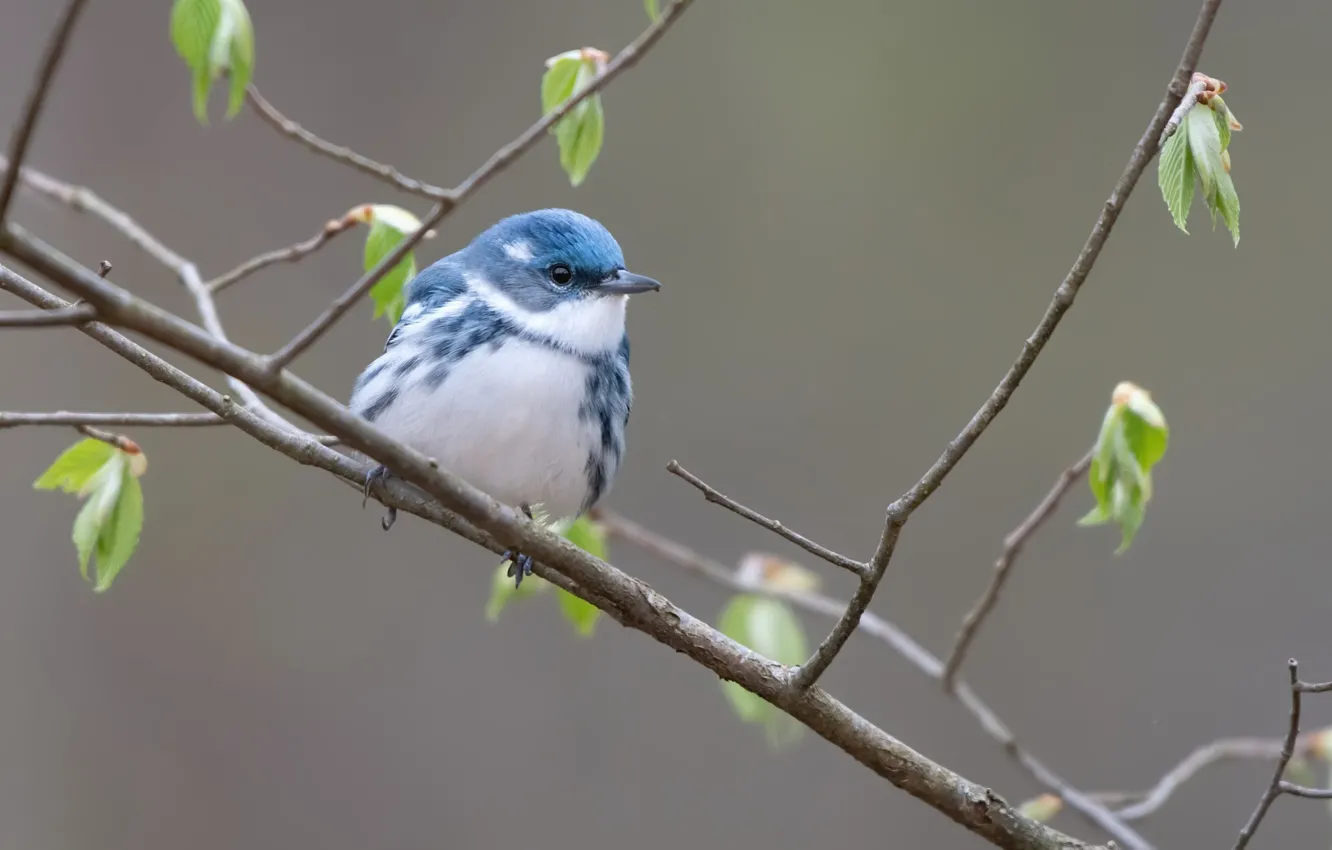 Photo wallpaper nature, bird, Blue forest songster
