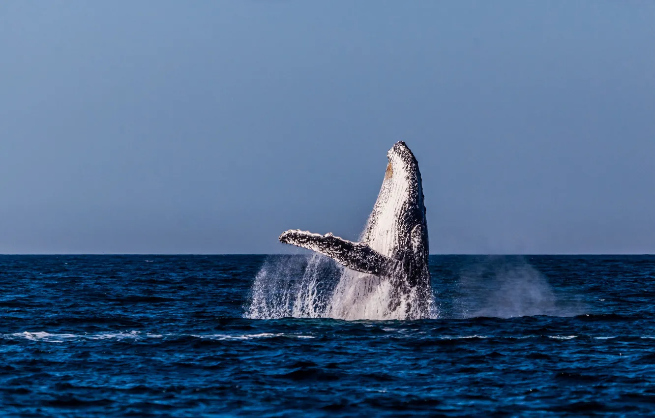 Photo wallpaper sea, ocean, blue, water, seascape, splash, animal, jumping