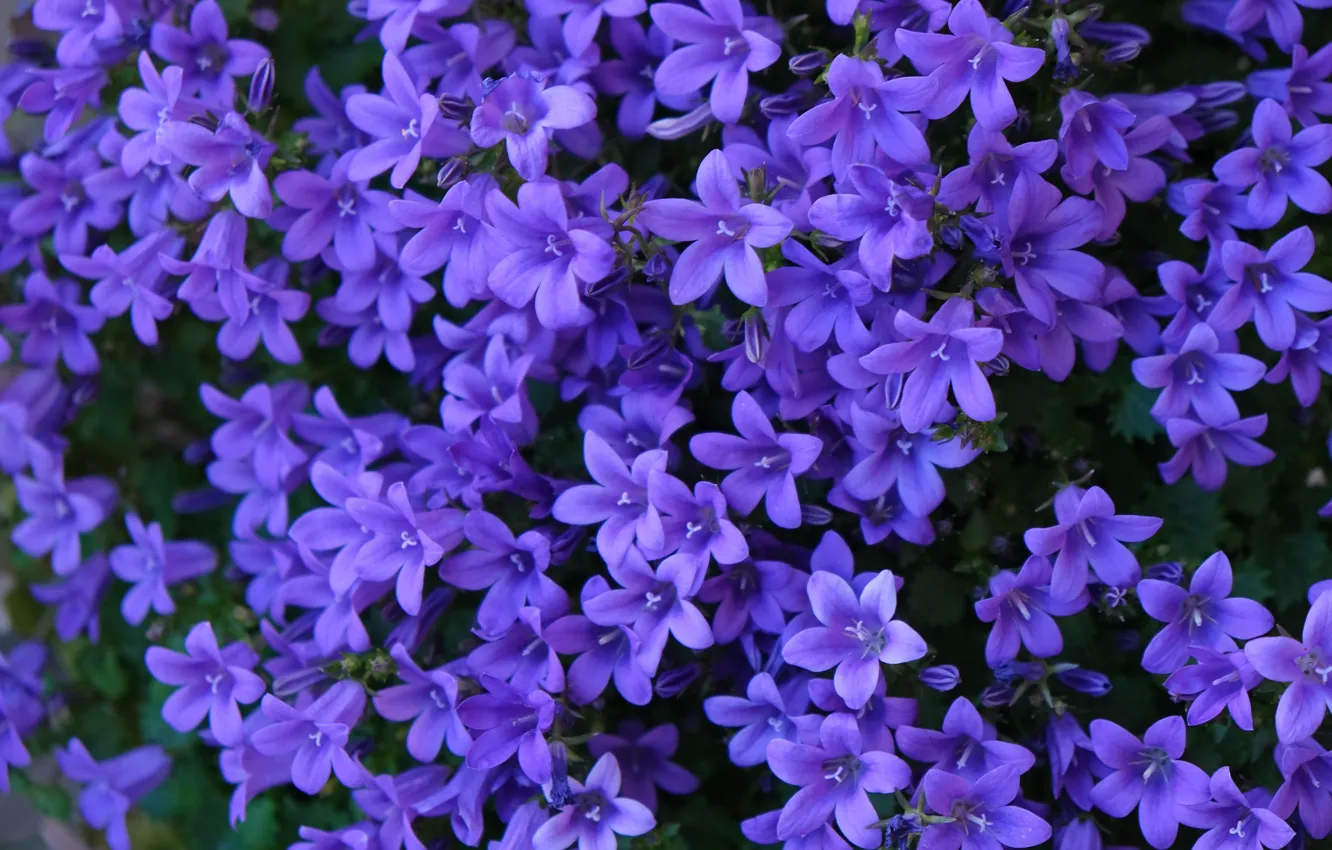 Photo wallpaper macro, bells, a lot