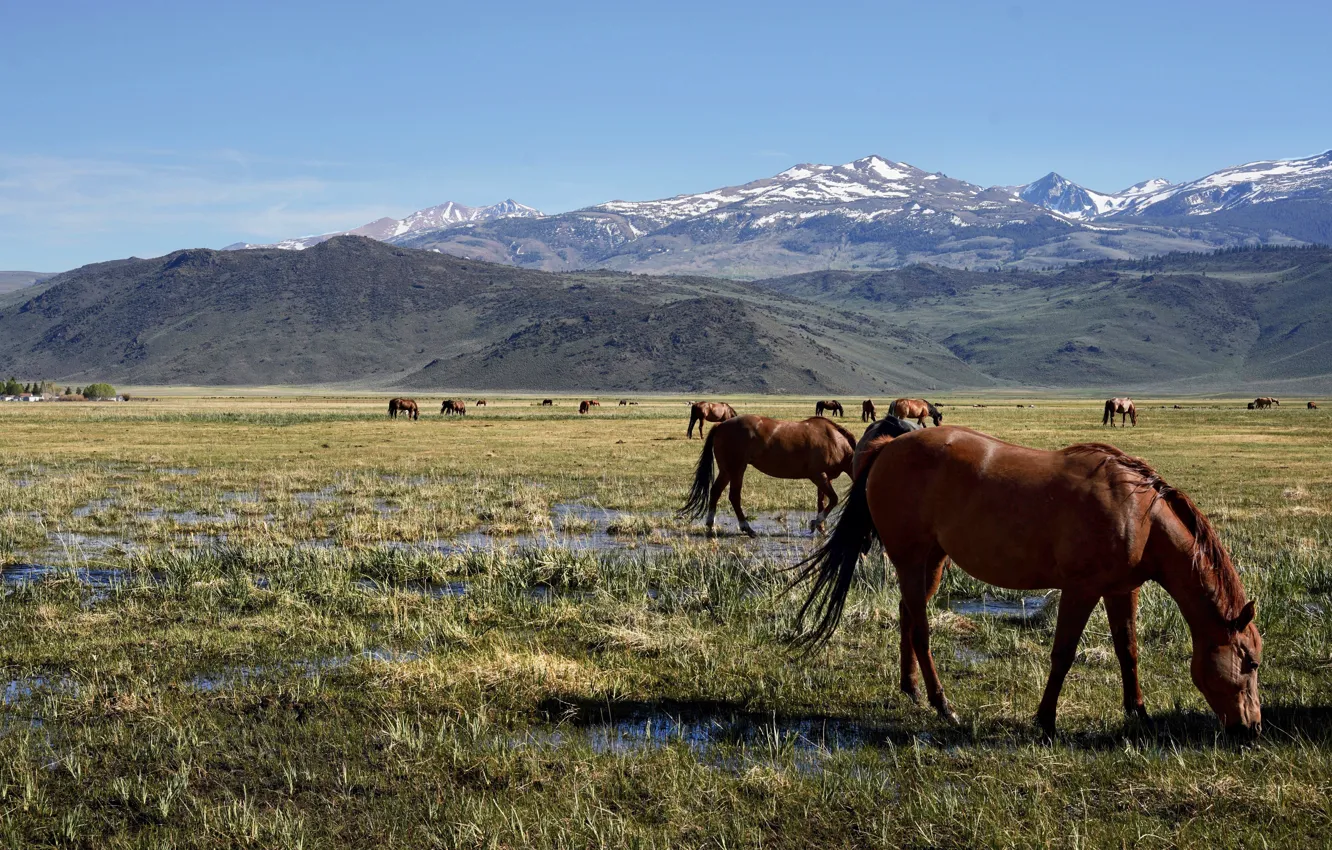 Photo wallpaper field, mountains, horse, horse, pasture, grazing