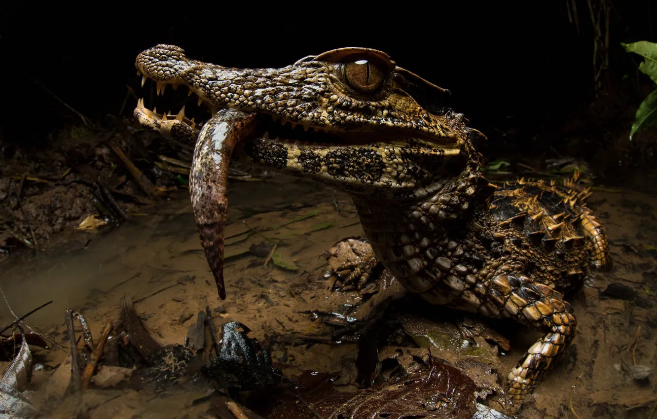 Photo wallpaper look, shore, crocodile, pond, mining