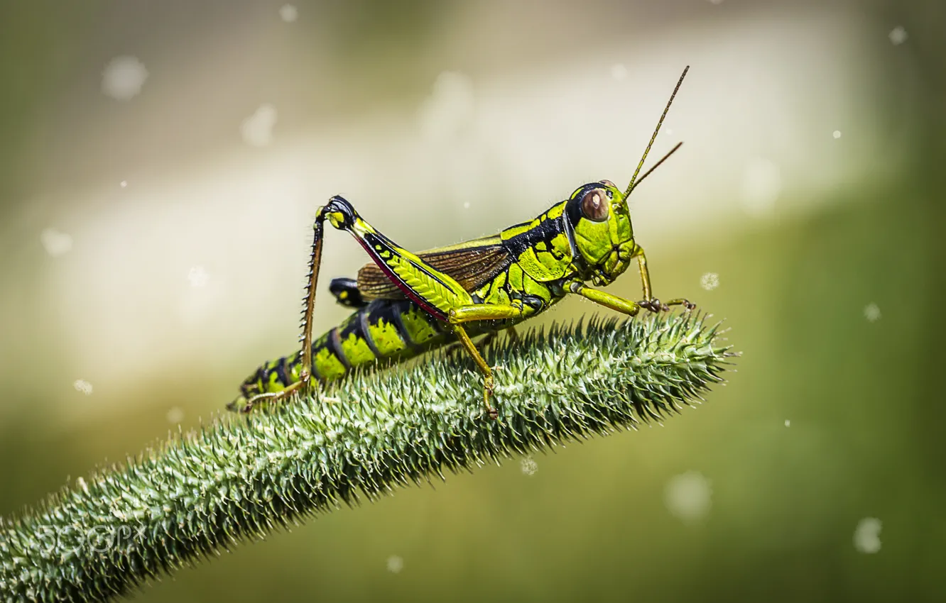 Photo wallpaper green, insect, grasshopper, locust
