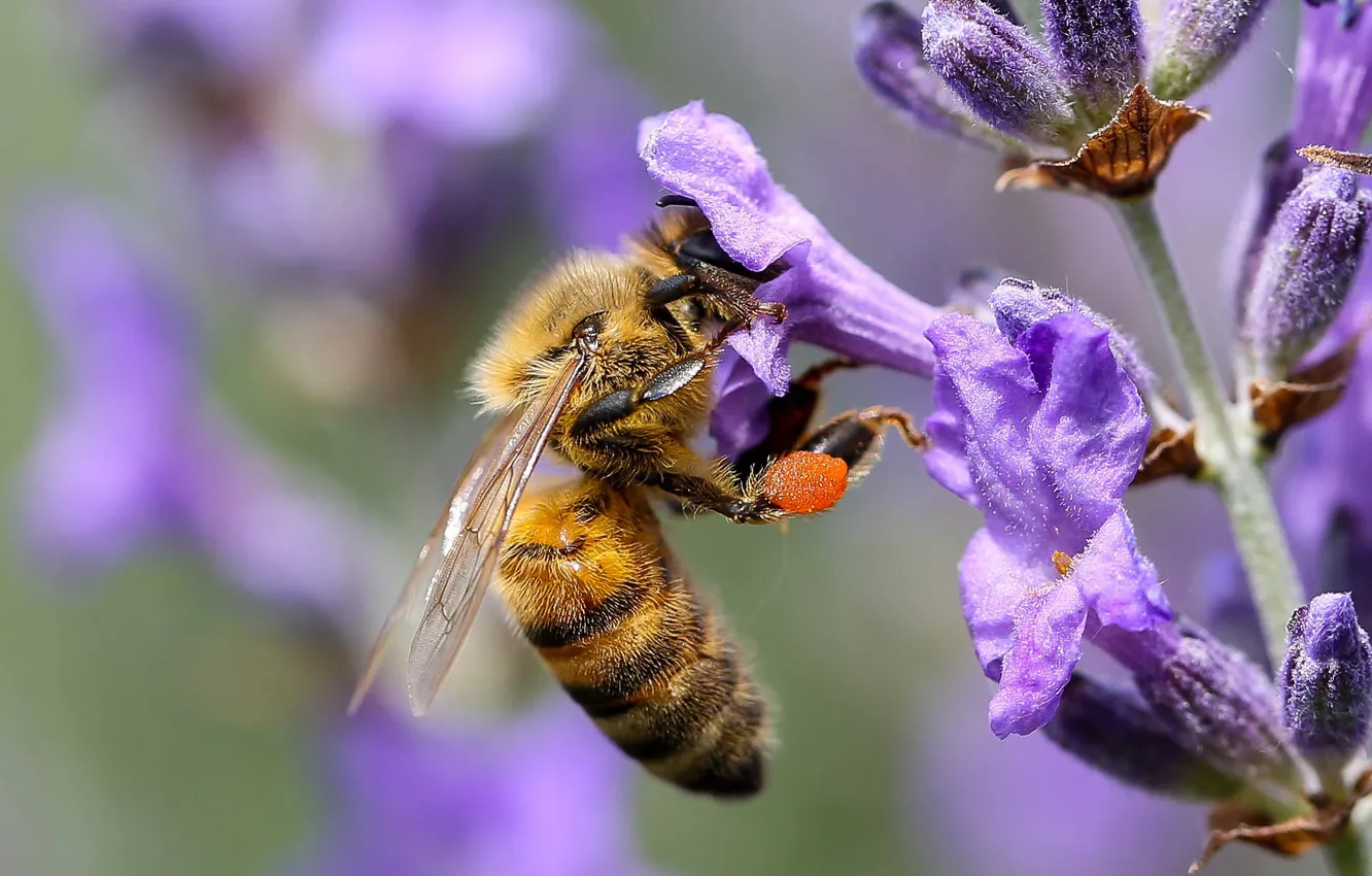 Photo wallpaper macro, bee, work, lavender
