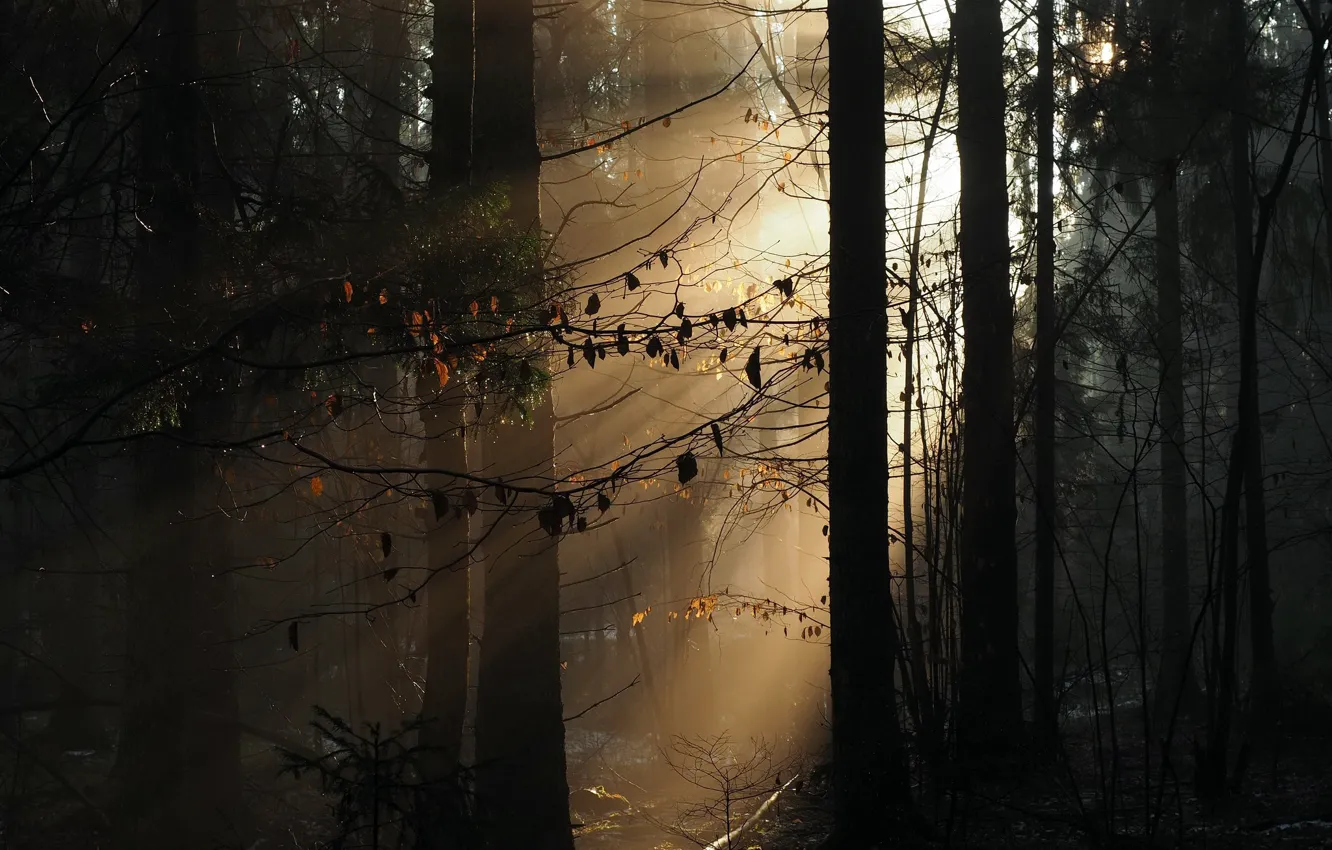 Photo wallpaper autumn, forest, morning
