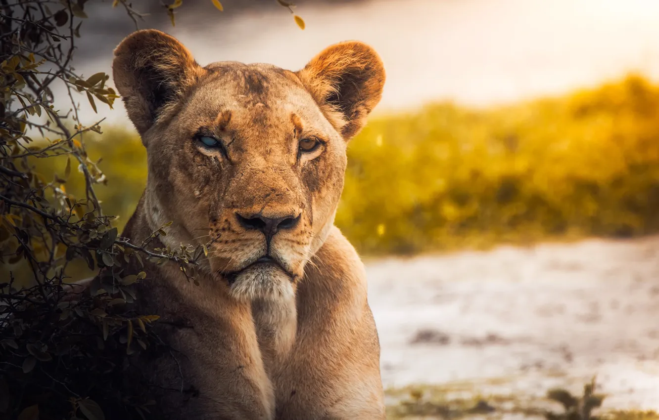Photo wallpaper face, branches, predator, river, lioness, the bushes, bokeh