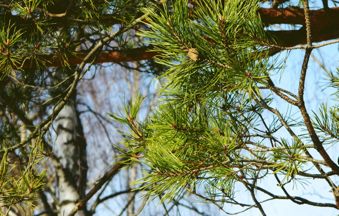 Photo wallpaper greens, the sun, macro, needle, bumps, pine
