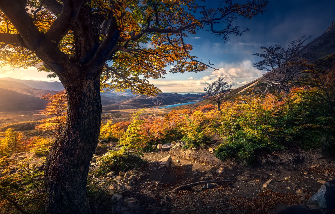 Photo wallpaper autumn, leaves, mountains, branches, tree, yellow, slope, the bushes