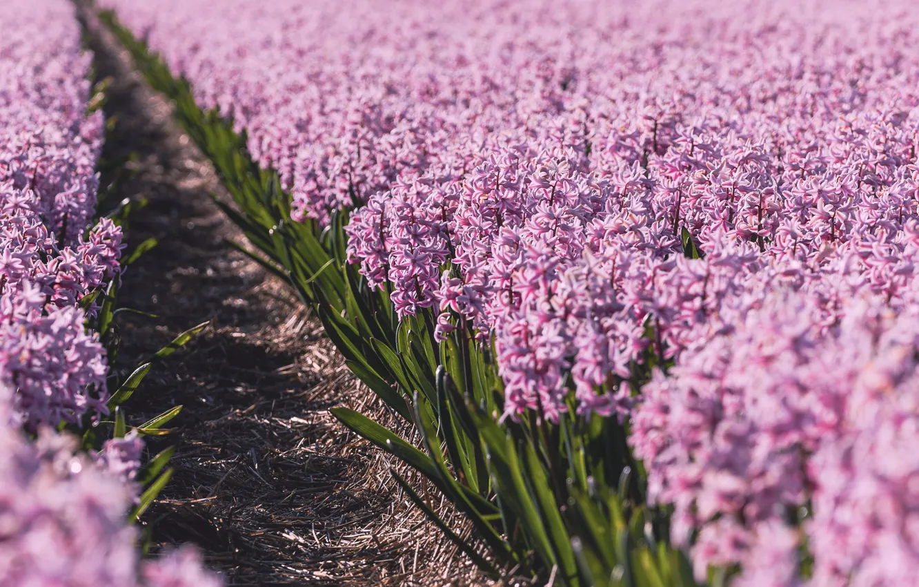 Photo wallpaper flowers, spring, plantation, hyacinths