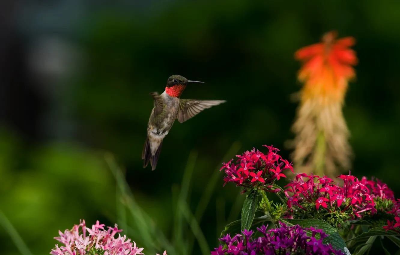 Photo wallpaper flowers, nature, bird, Hummingbird, bird
