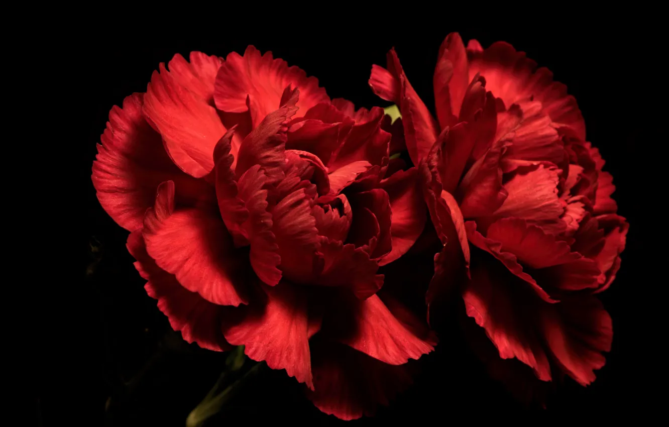 Photo wallpaper flowers, background, Red Carnations