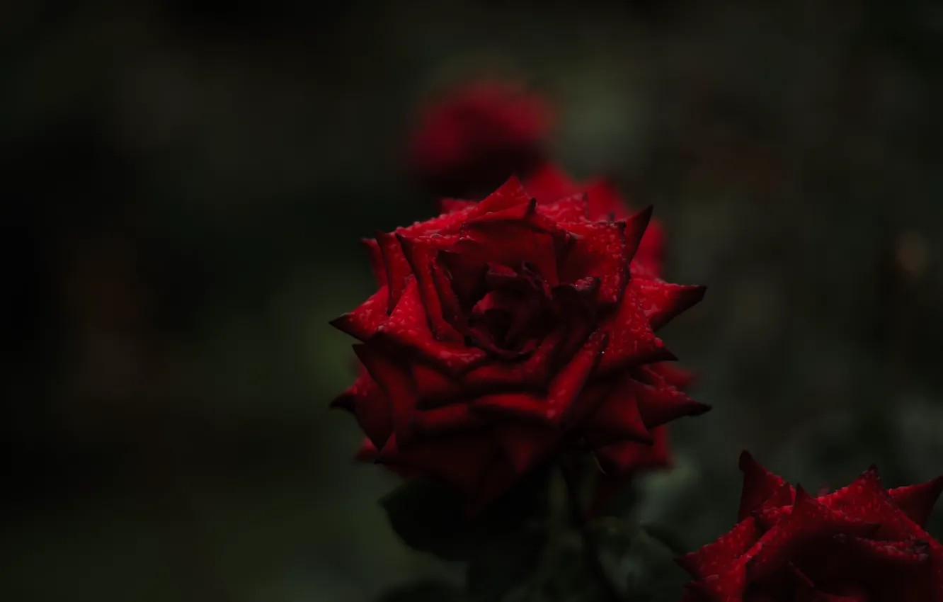 Photo wallpaper background, color, roses, the beauty