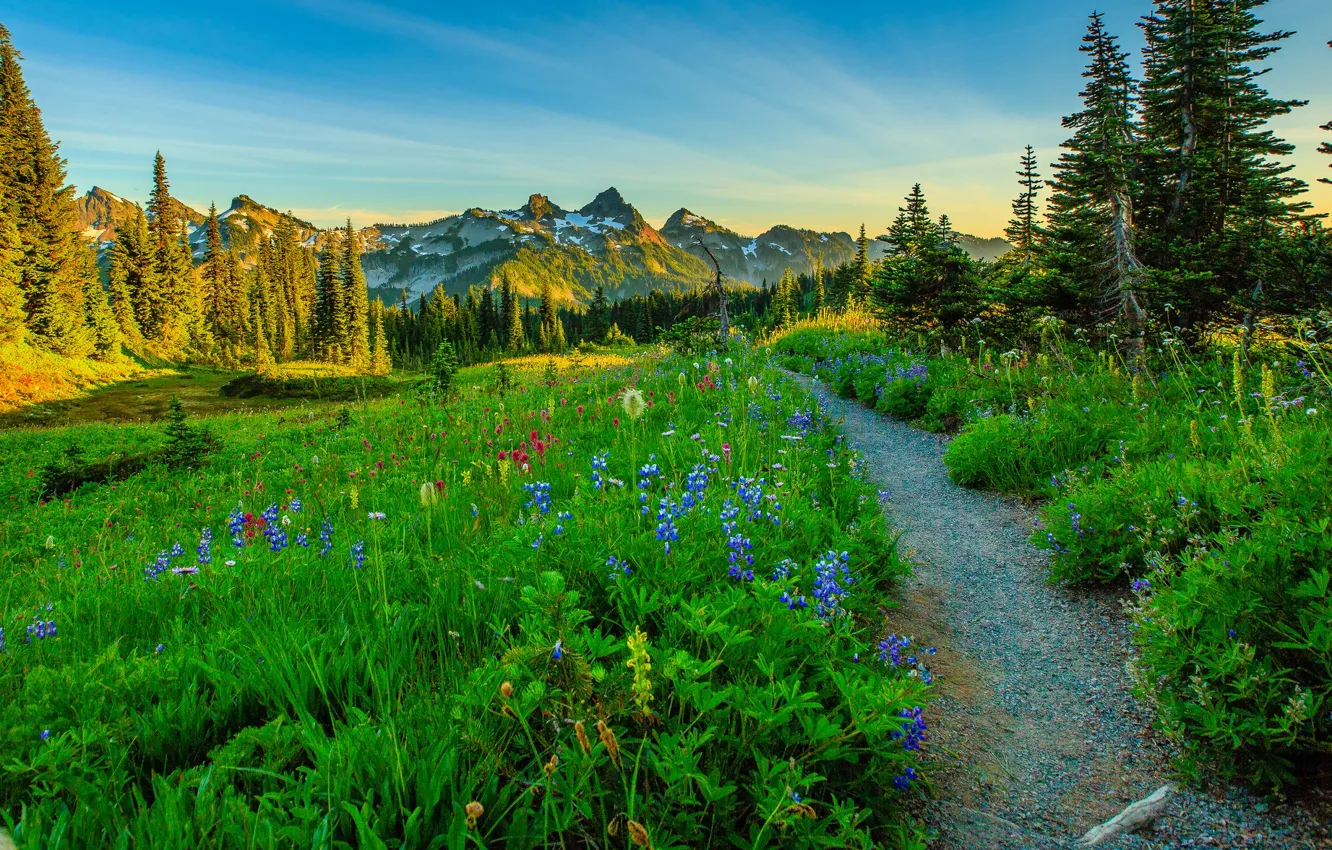 Photo wallpaper trees, flowers, mountains, meadow, USA, path, Washington