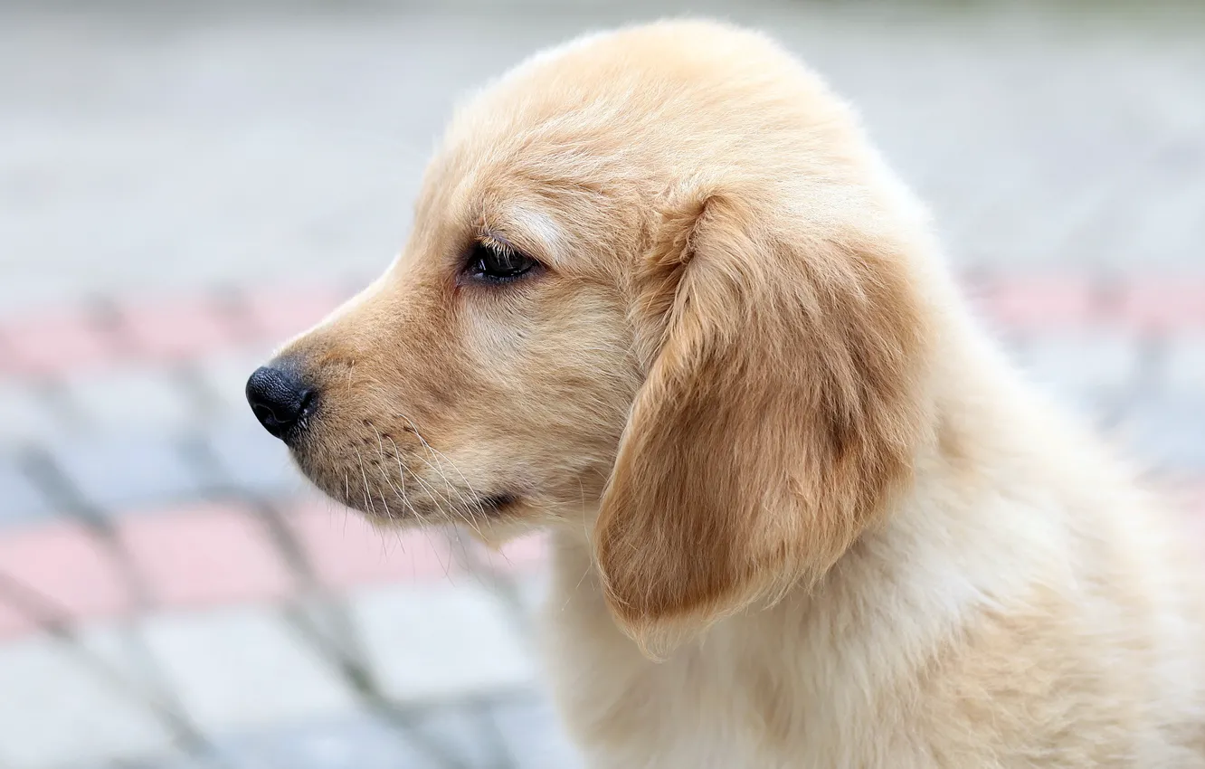 Photo wallpaper dog, puppy, Retriever