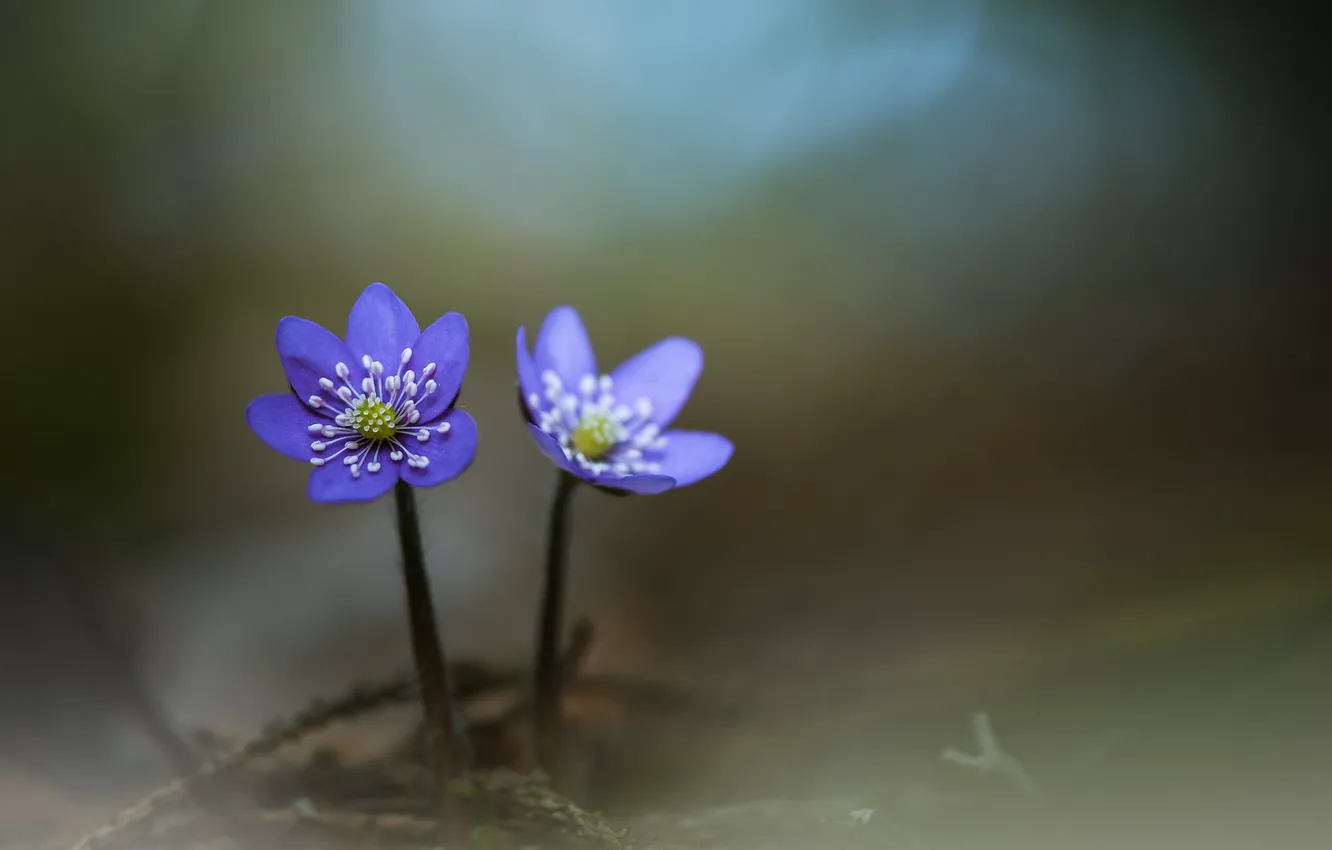 Photo wallpaper flowers, a couple, bokeh
