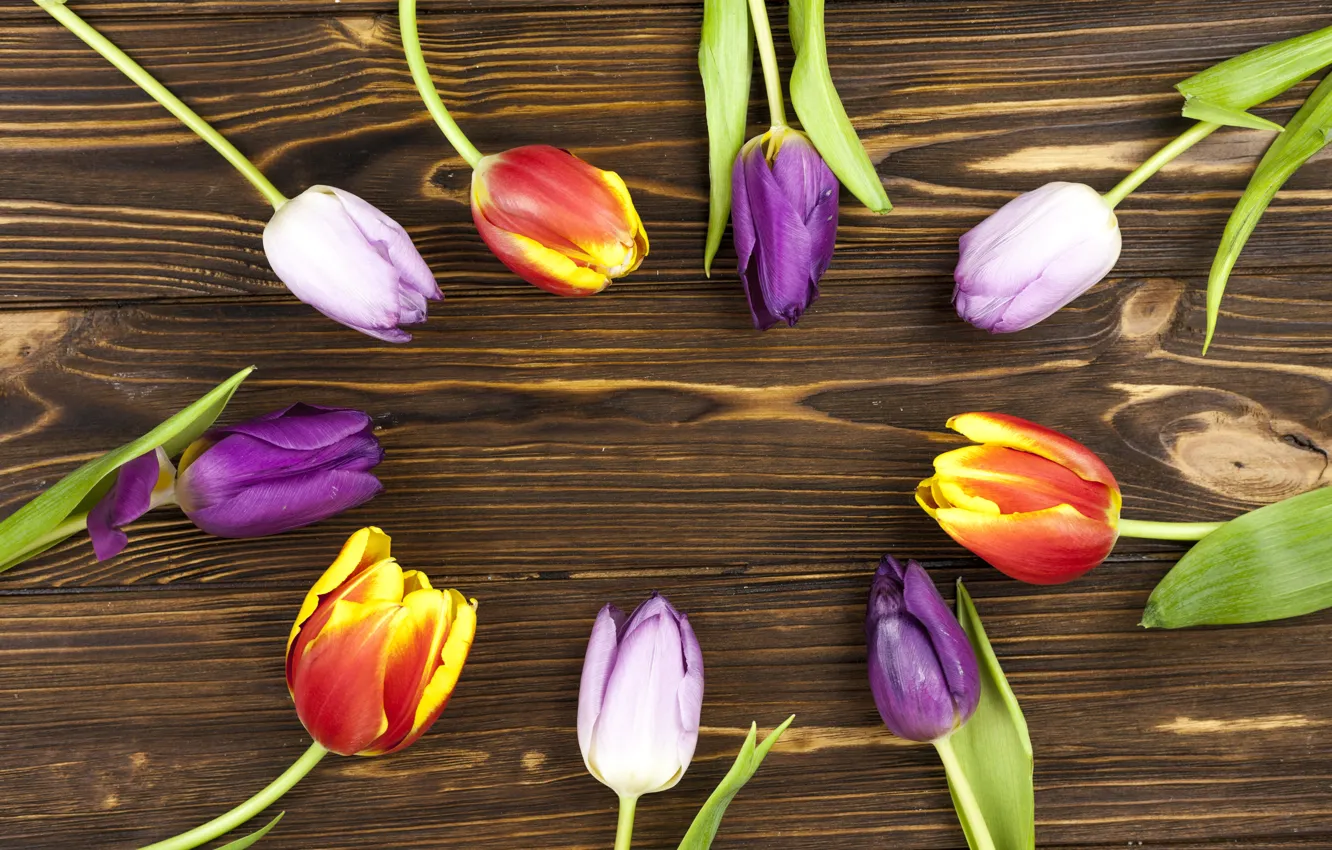 Photo wallpaper flowers, colorful, tulips, flowers, beautiful, tulips, spring, purple