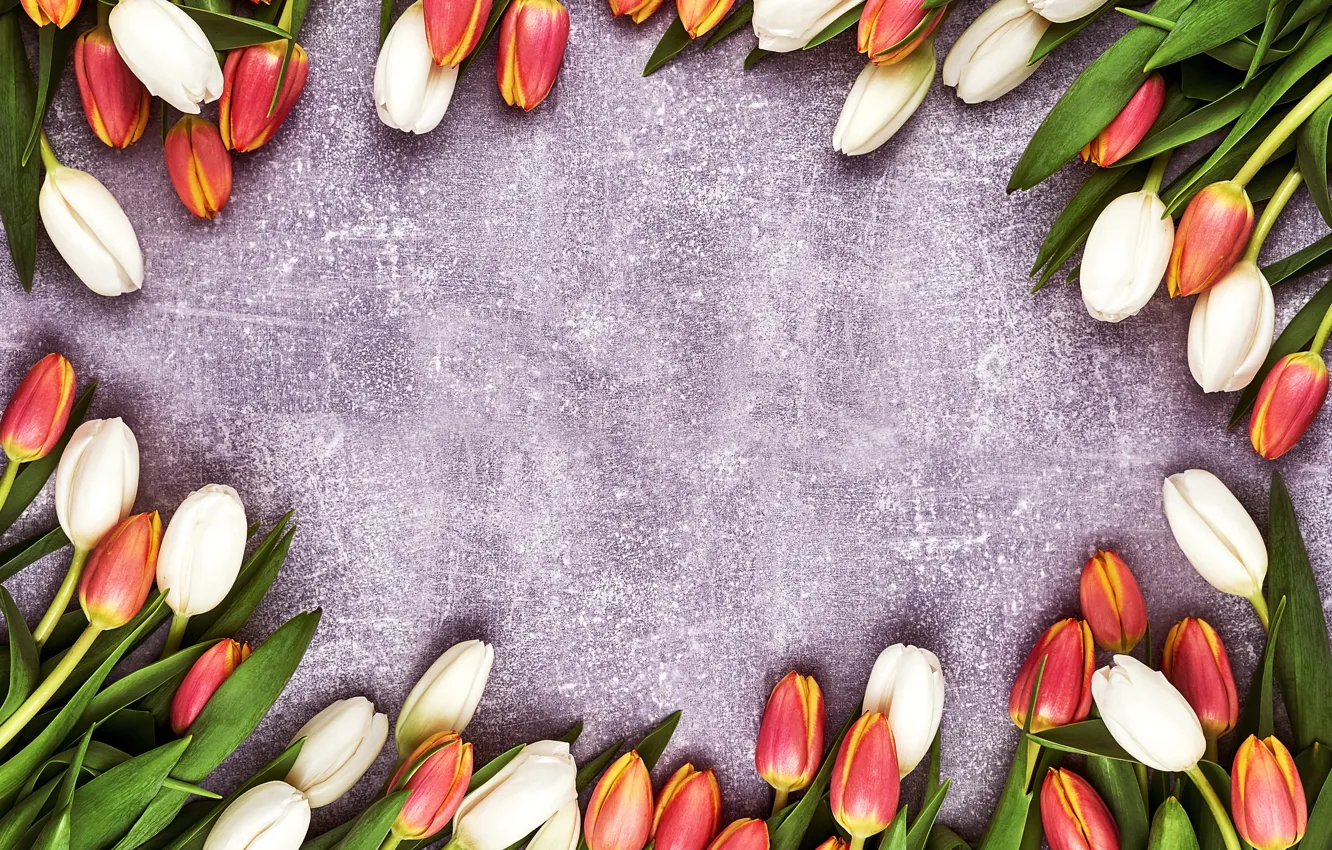Photo wallpaper flowers, tulips, red, white, flowers, tulips