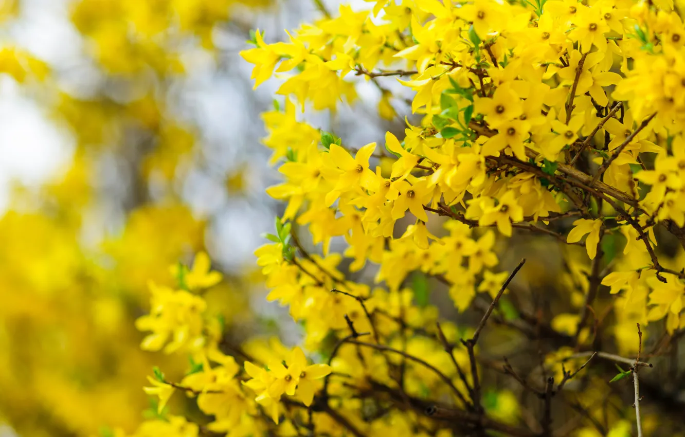 Photo wallpaper flowers, yellow, spring, flowering, the bushes, forsythia