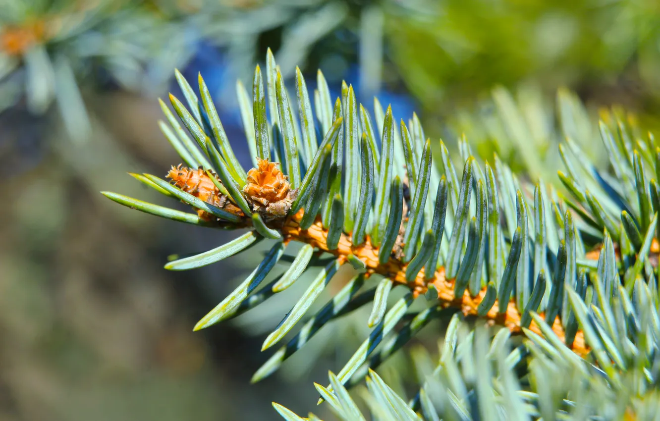 Photo wallpaper plant, spruce, twig