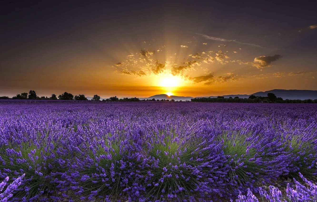 Photo wallpaper field, flowers, sunrise, dawn, France, France, lavender, Valensole