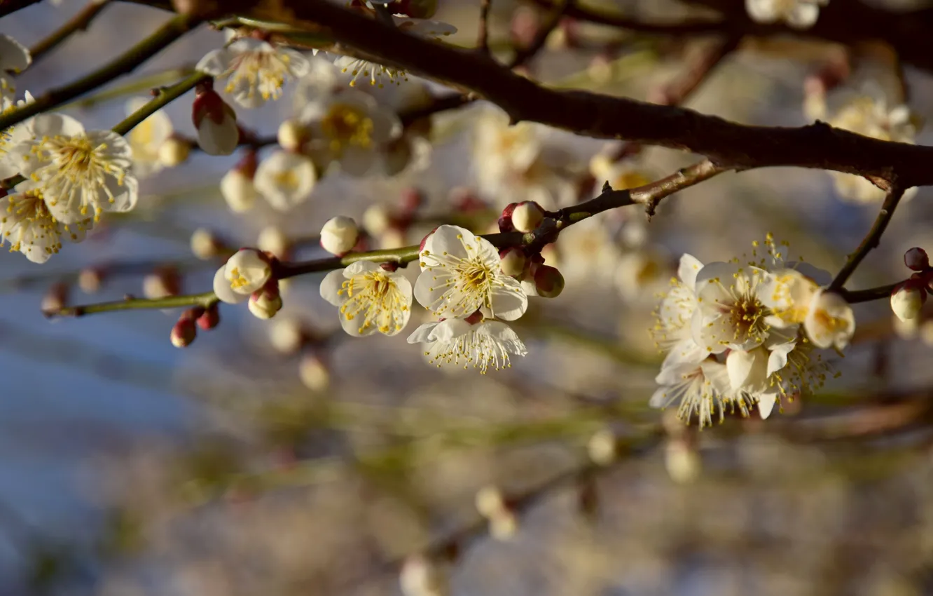 Photo wallpaper light, flowers, branches, cherry, spring, white, flowers, buds