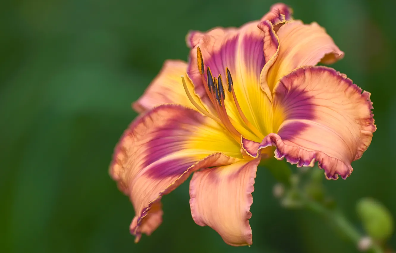 Photo wallpaper flowers, Lily, petals, stamens, pink, green background, lilac, two-tone