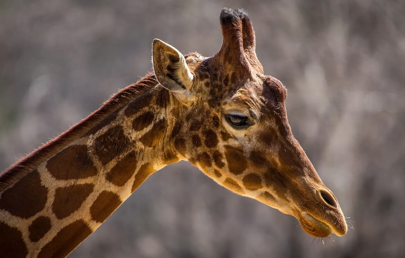 Photo wallpaper face, background, animal, widescreen, Wallpaper, head, giraffe, spot