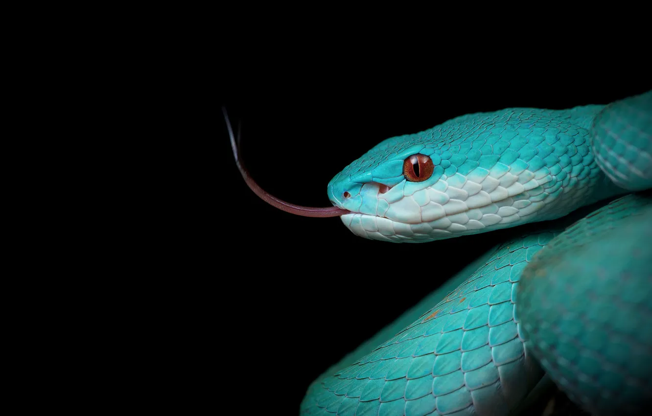 Photo wallpaper snake, black background, sting, the dark background
