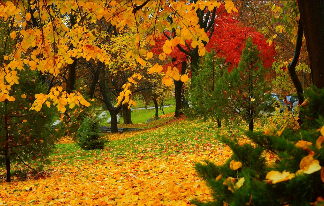 Photo wallpaper Autumn, Trees, Park, Fall, Foliage, Park, Autumn, Colors