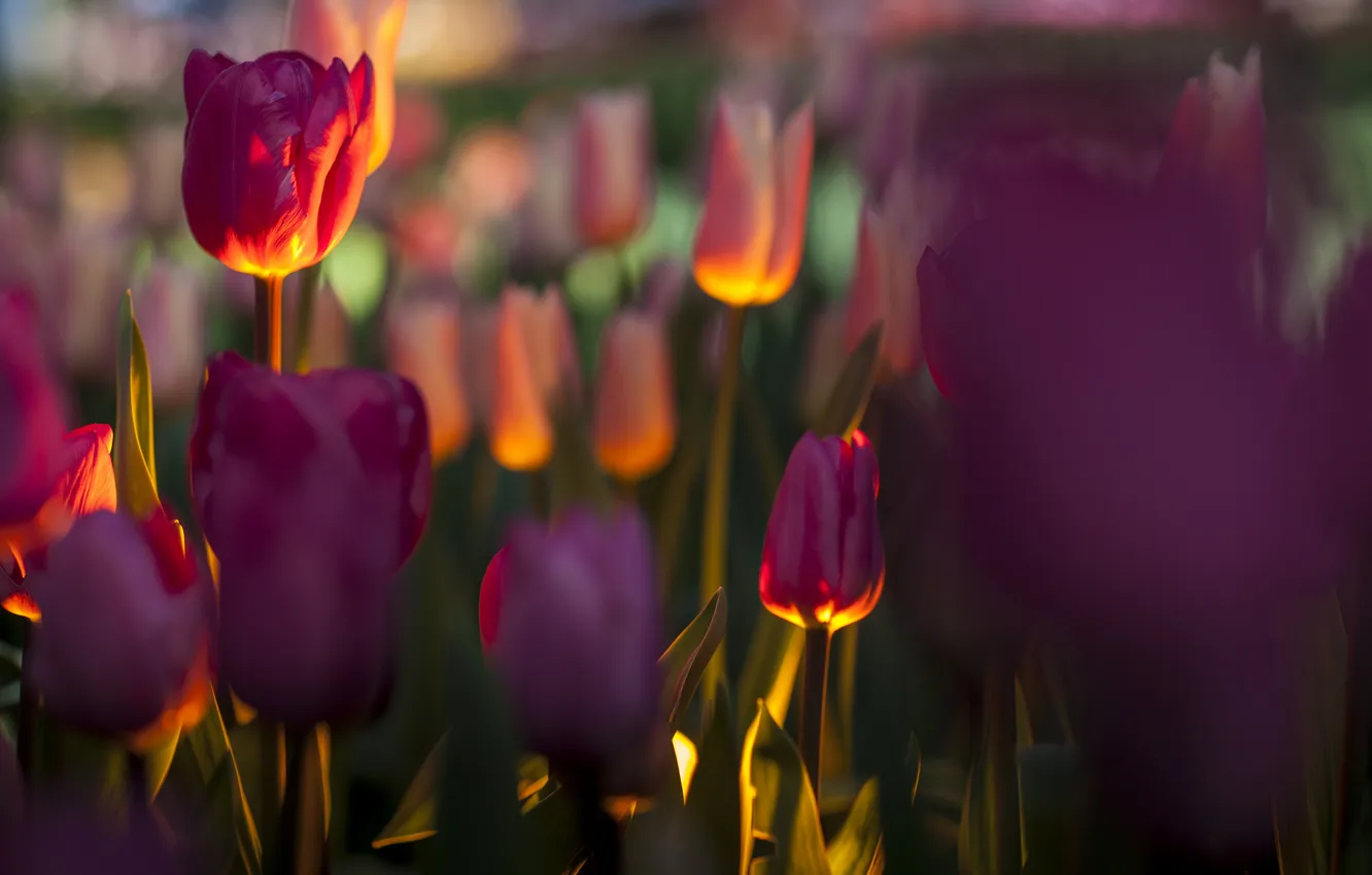 Photo wallpaper field, light, flowers, focus, backlight, tulips