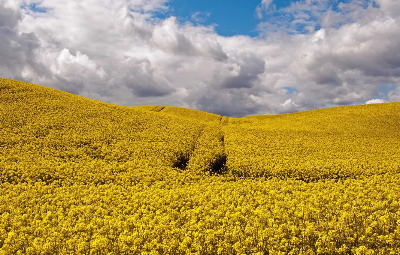 Photo wallpaper HILLS, The SKY, FIELD, CLOUDS, FLOWERS, YELLOW