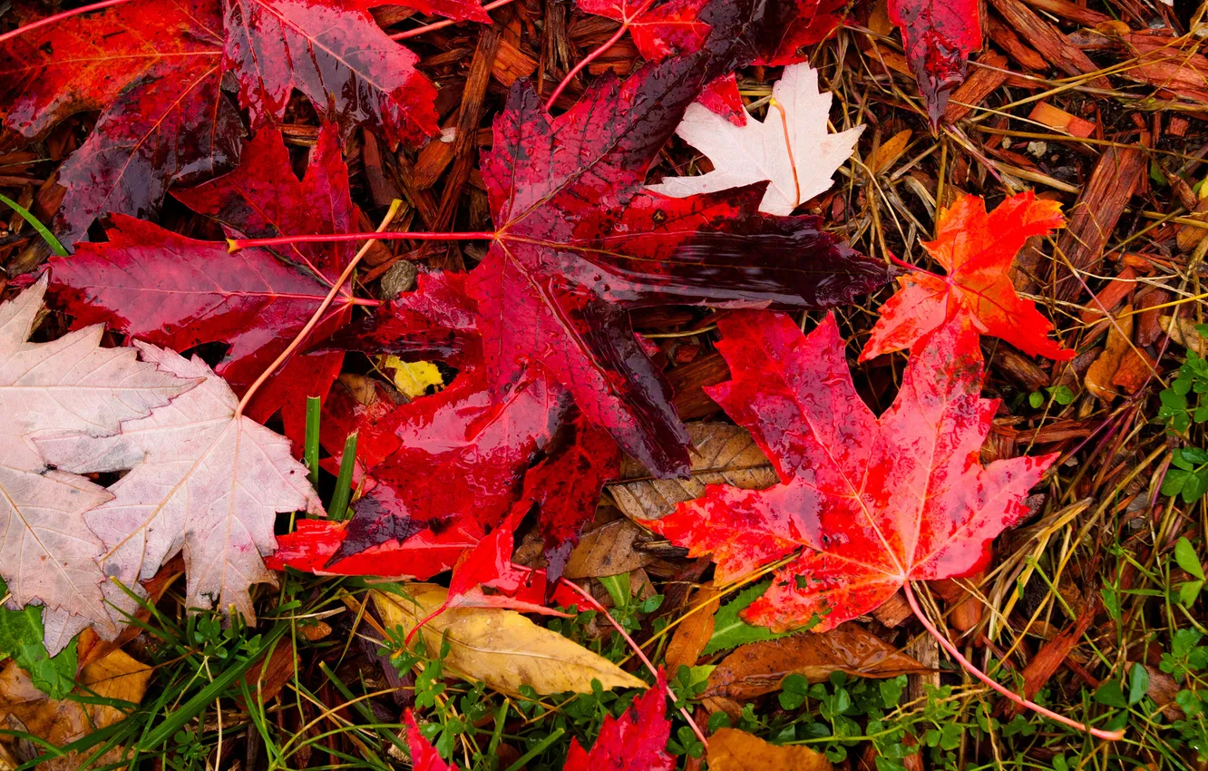 Photo wallpaper autumn, grass, leaves, water, drops, macro
