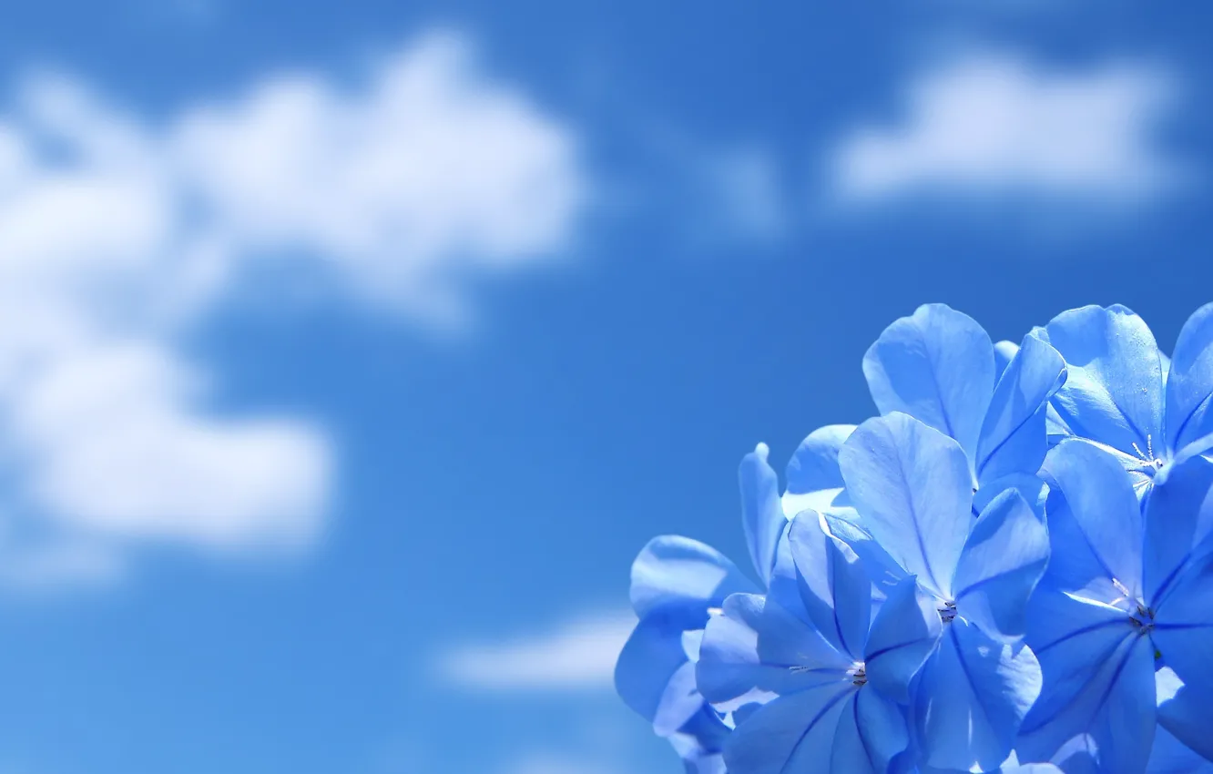Photo wallpaper the sky, clouds, flowers, nature, beauty