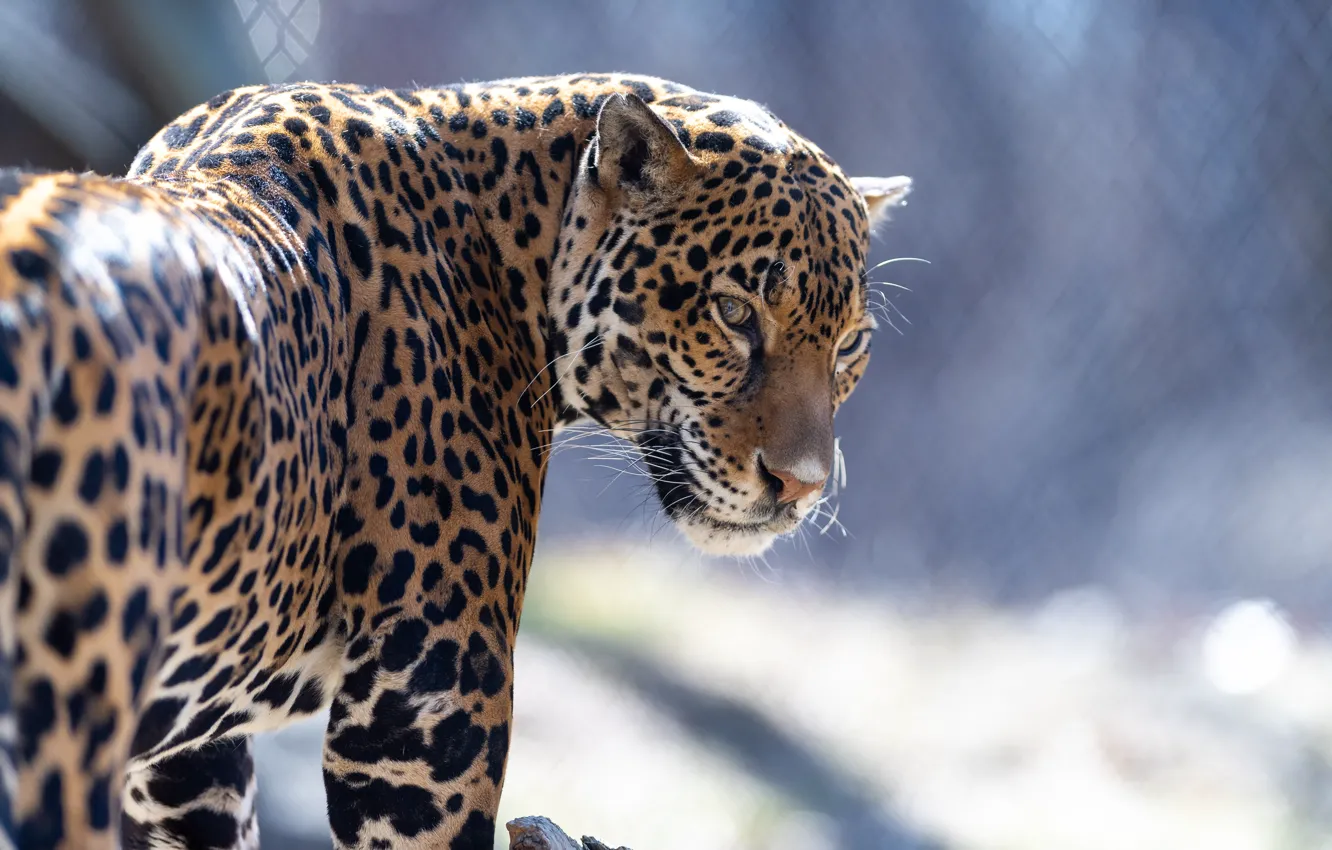 Photo wallpaper jaguar, fur, feline