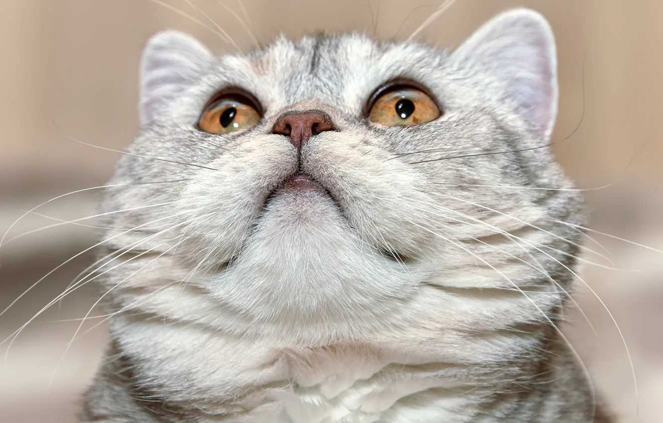 Photo wallpaper cat, look, portrait, muzzle, cat